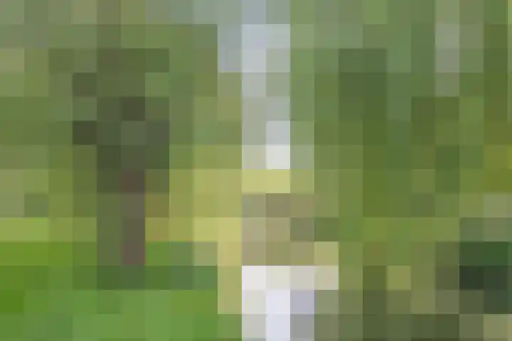 Voorplecht 1 Amstelveen thumbnail 35