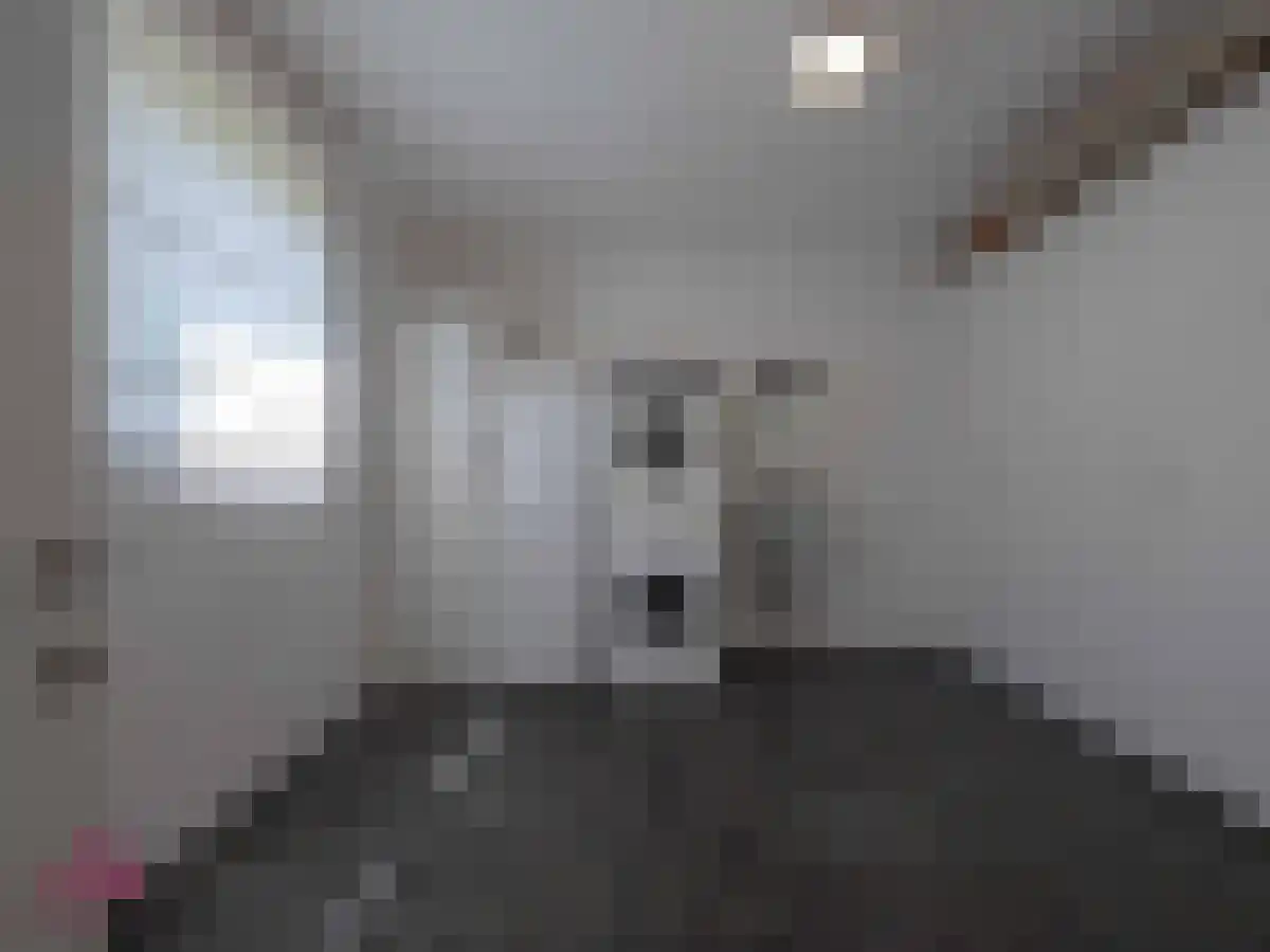 Voorshoventerweg 4 Neeroeteren, België thumbnail 6