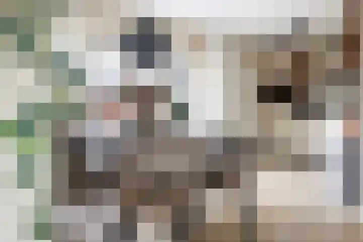 Voorstag 12 Klazienaveen thumbnail 15