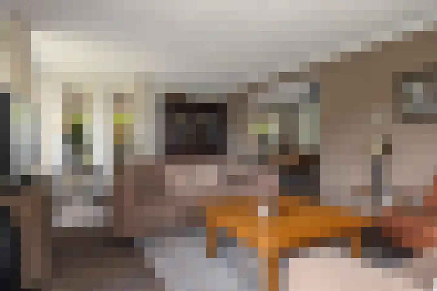 Voorstag 3 Klazienaveen thumbnail 11