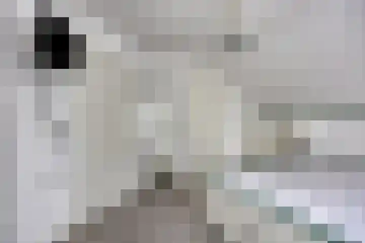 Voorste Heusden 30 Heusden thumbnail 25