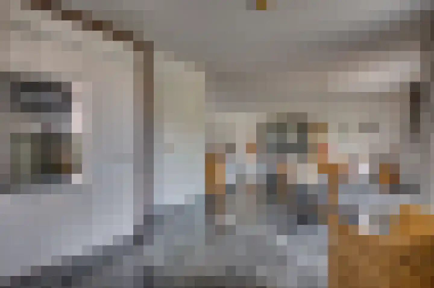Voorste Horst 19 Baarlo thumbnail 18