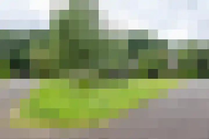 Voorste Kampen 23 Vries thumbnail 5