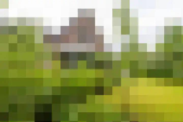 Voorste Kampen 23 Vries thumbnail 55