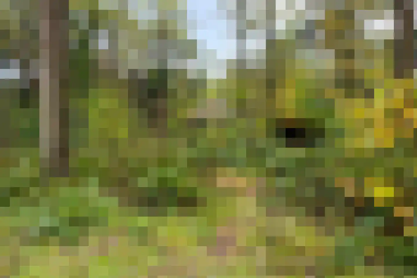 Voorsteweg 19 Norg thumbnail 33