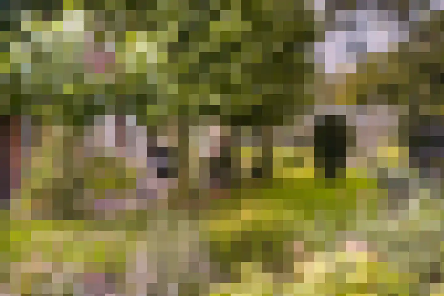 Voorstraat 10 Melissant thumbnail 39