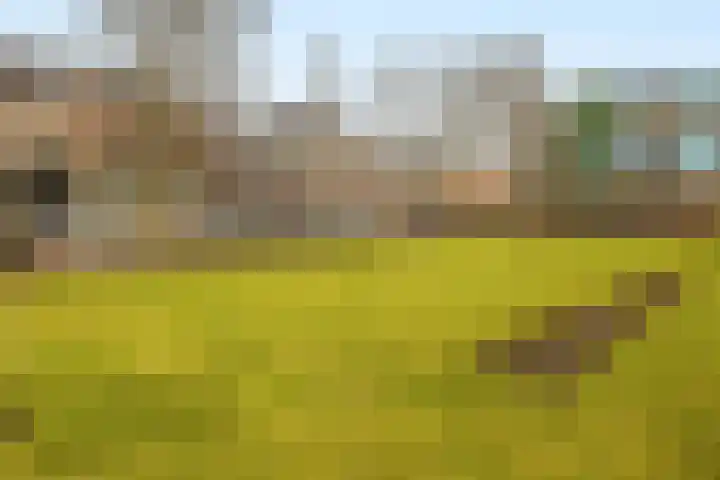 Voorstraat 100 C Poeldijk thumbnail 34