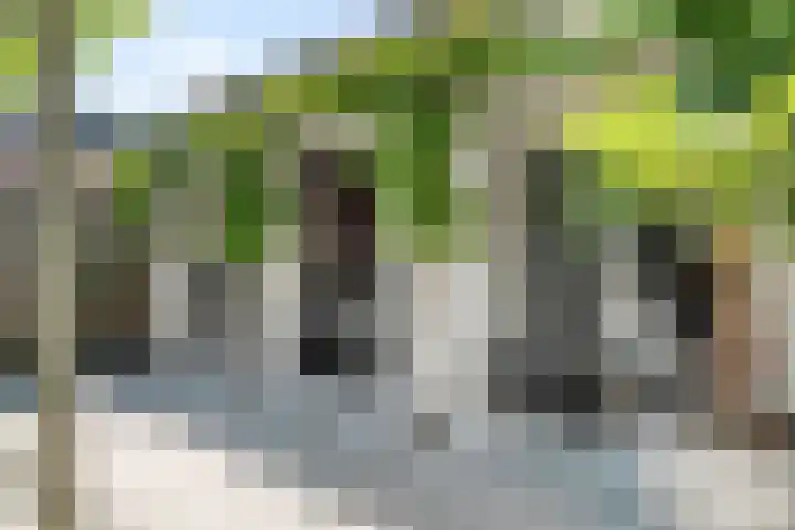 Voorstraat 32 Sint Philipsland thumbnail 45