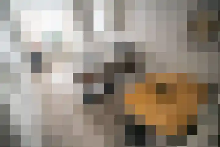 Voorstraat 36 Leiden thumbnail 6