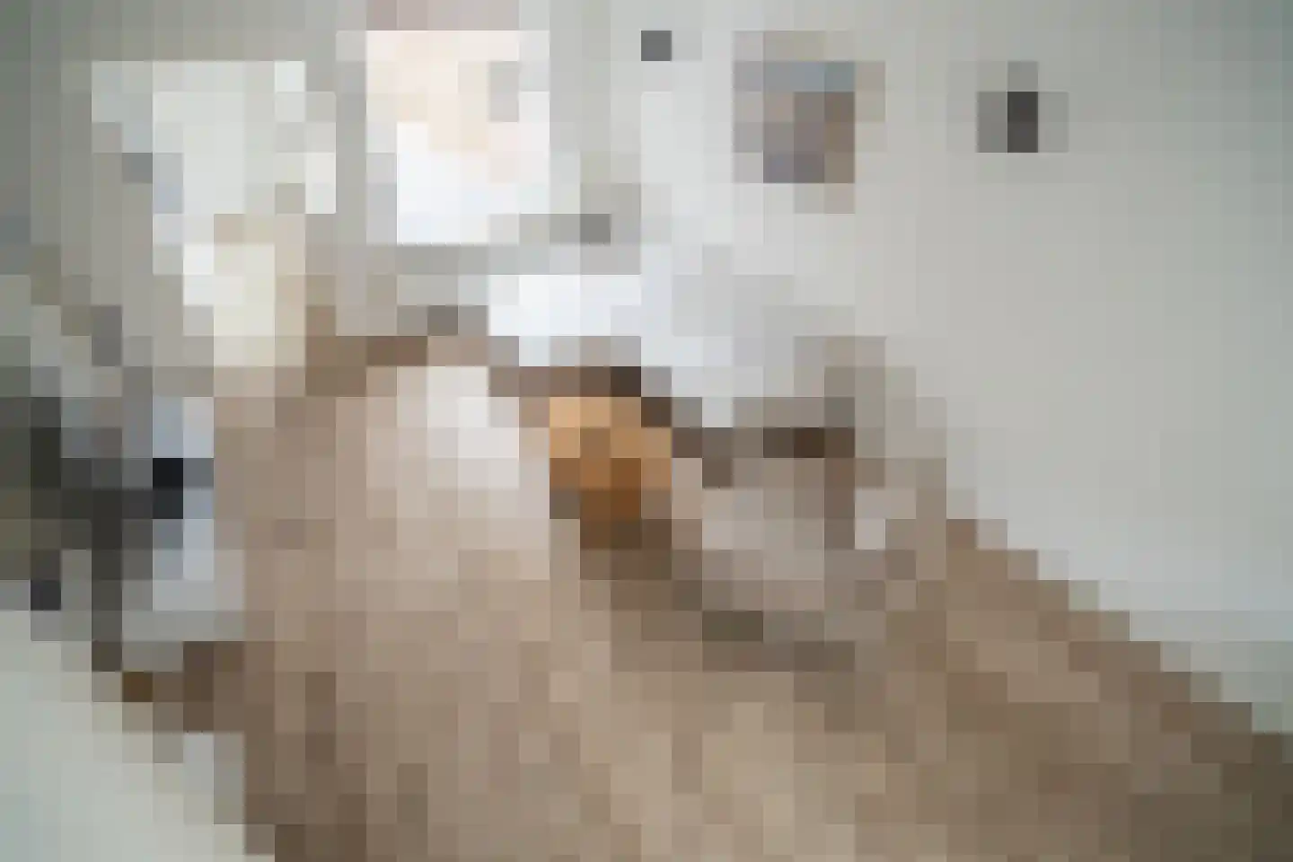 Voorstraat 43 Leiden thumbnail 7