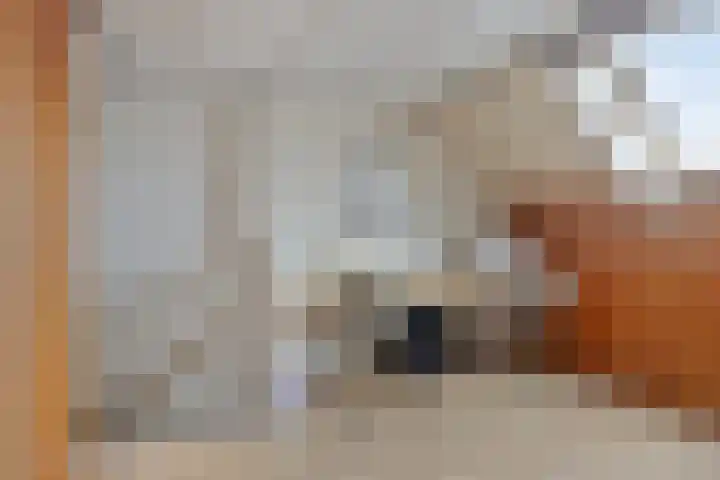 Voorstveld 6 Boekel thumbnail 36