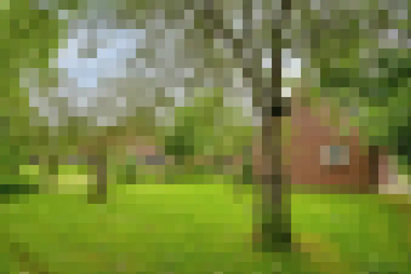 Voort 34 Reusel thumbnail 49