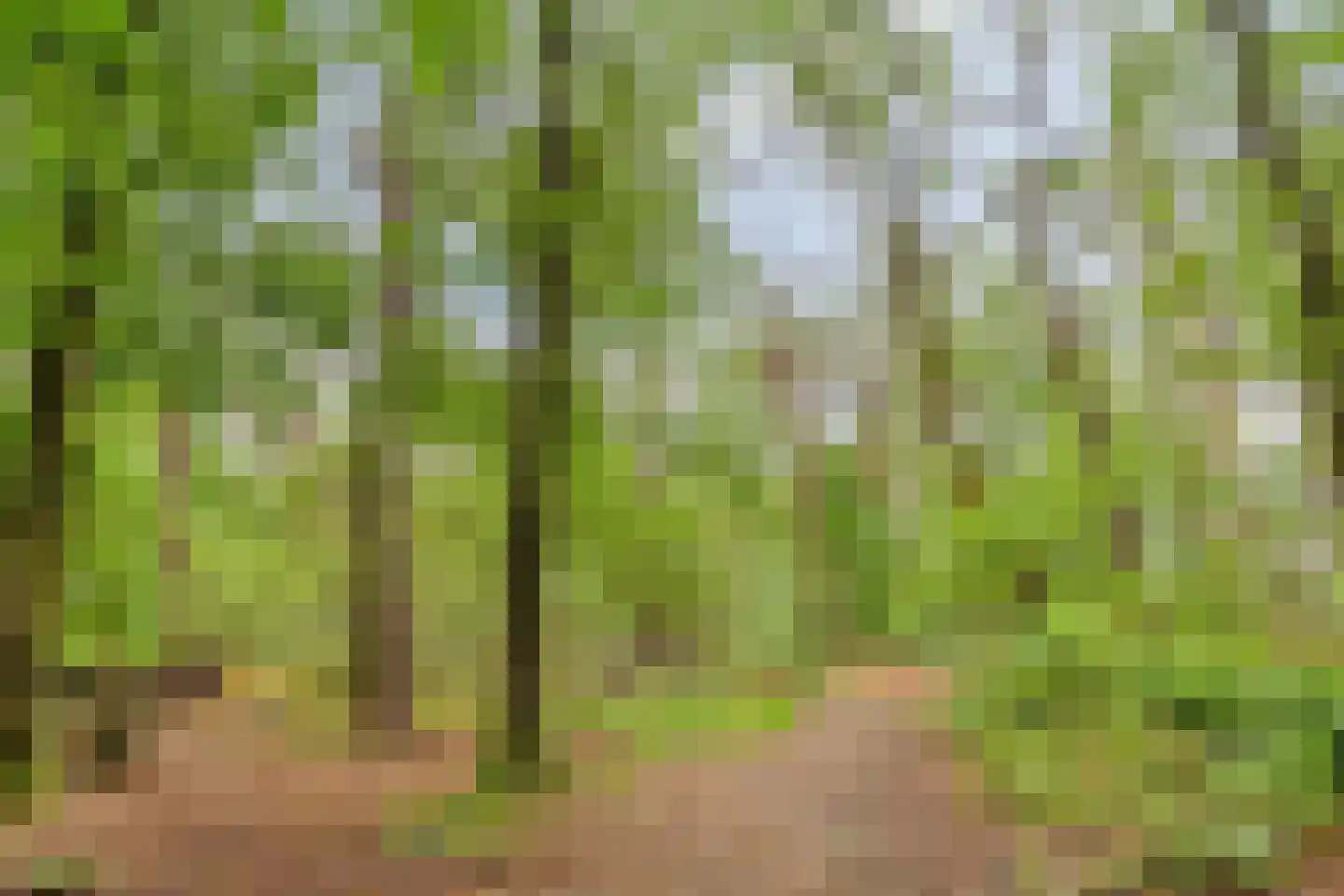 Voort 34 Reusel thumbnail 80