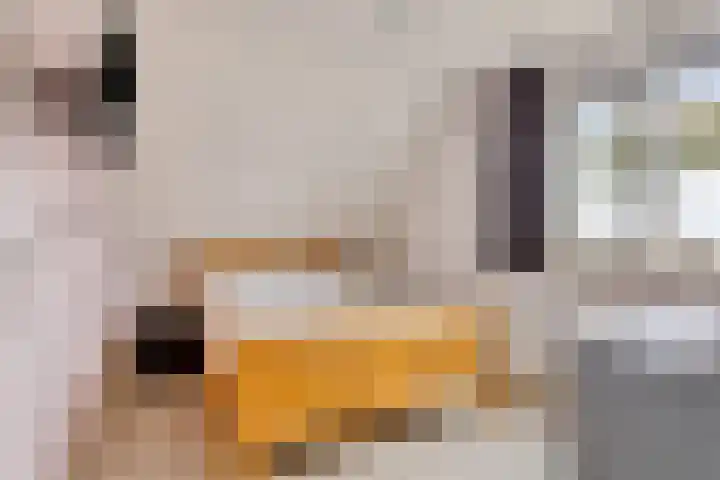 Voorweem 1 Valburg thumbnail 31