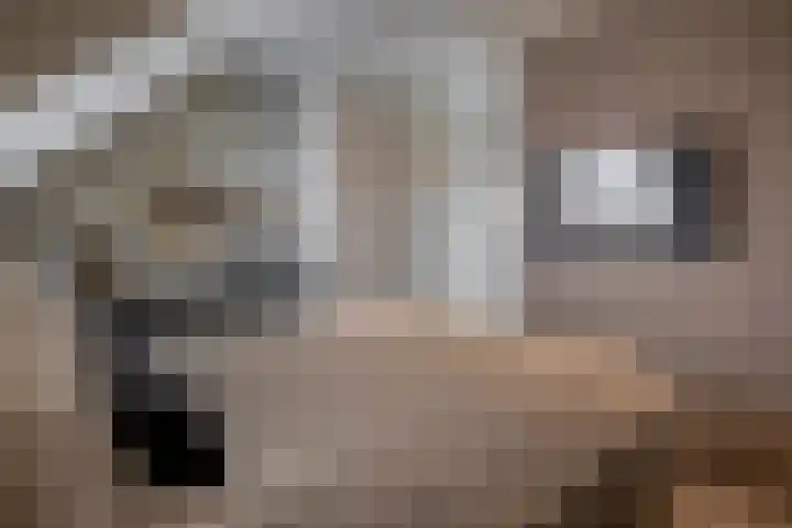 Voorzoom 15 Moerkapelle thumbnail 29