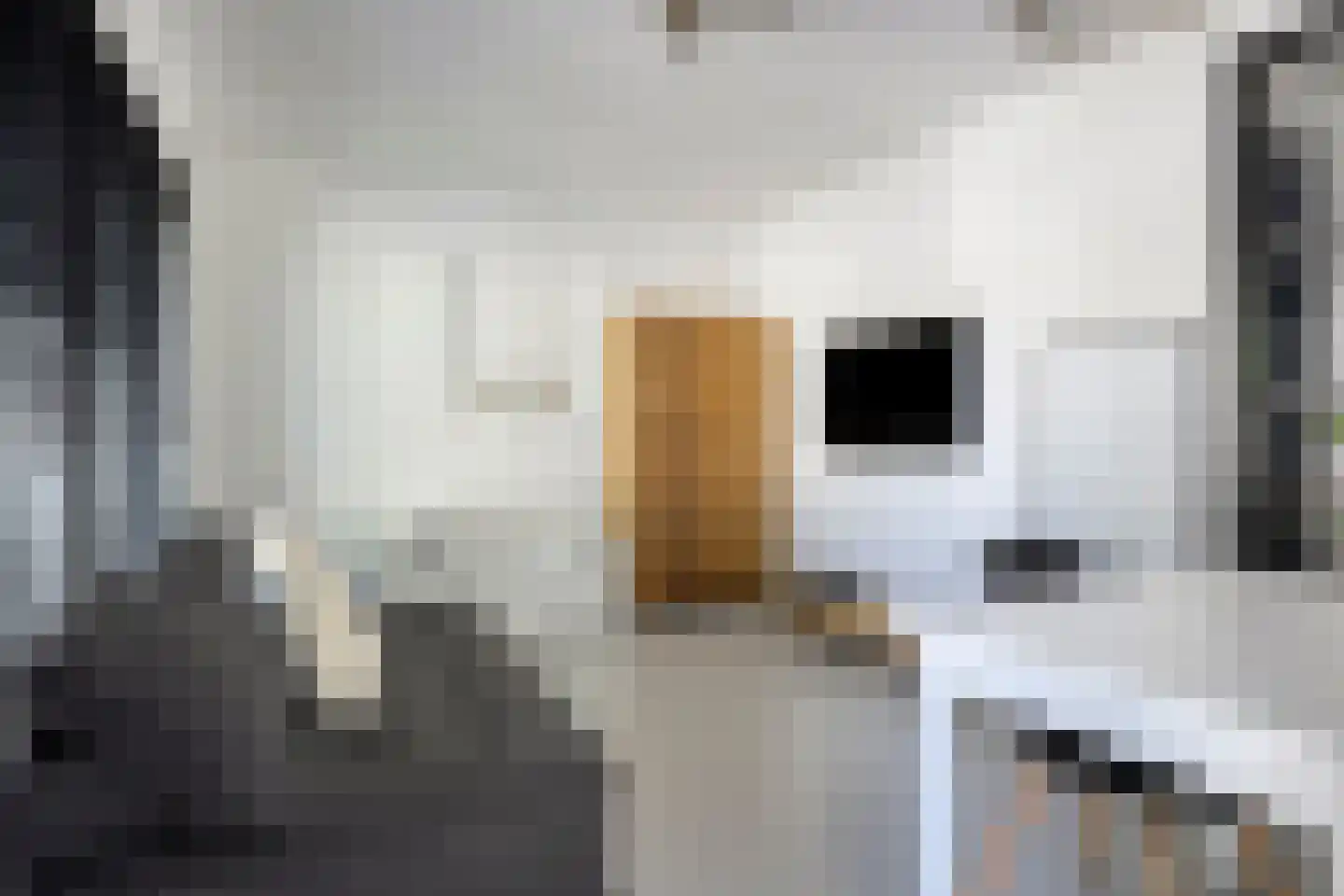 Vooskerbos 42 Moergestel thumbnail 22