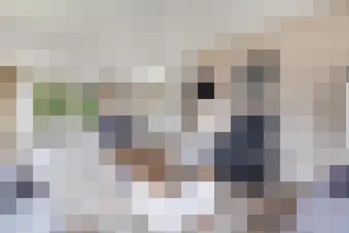 Vorenpakker 11 Bant thumbnail 10
