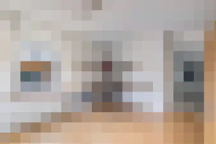 Vorenpakker 11 Bant thumbnail 14