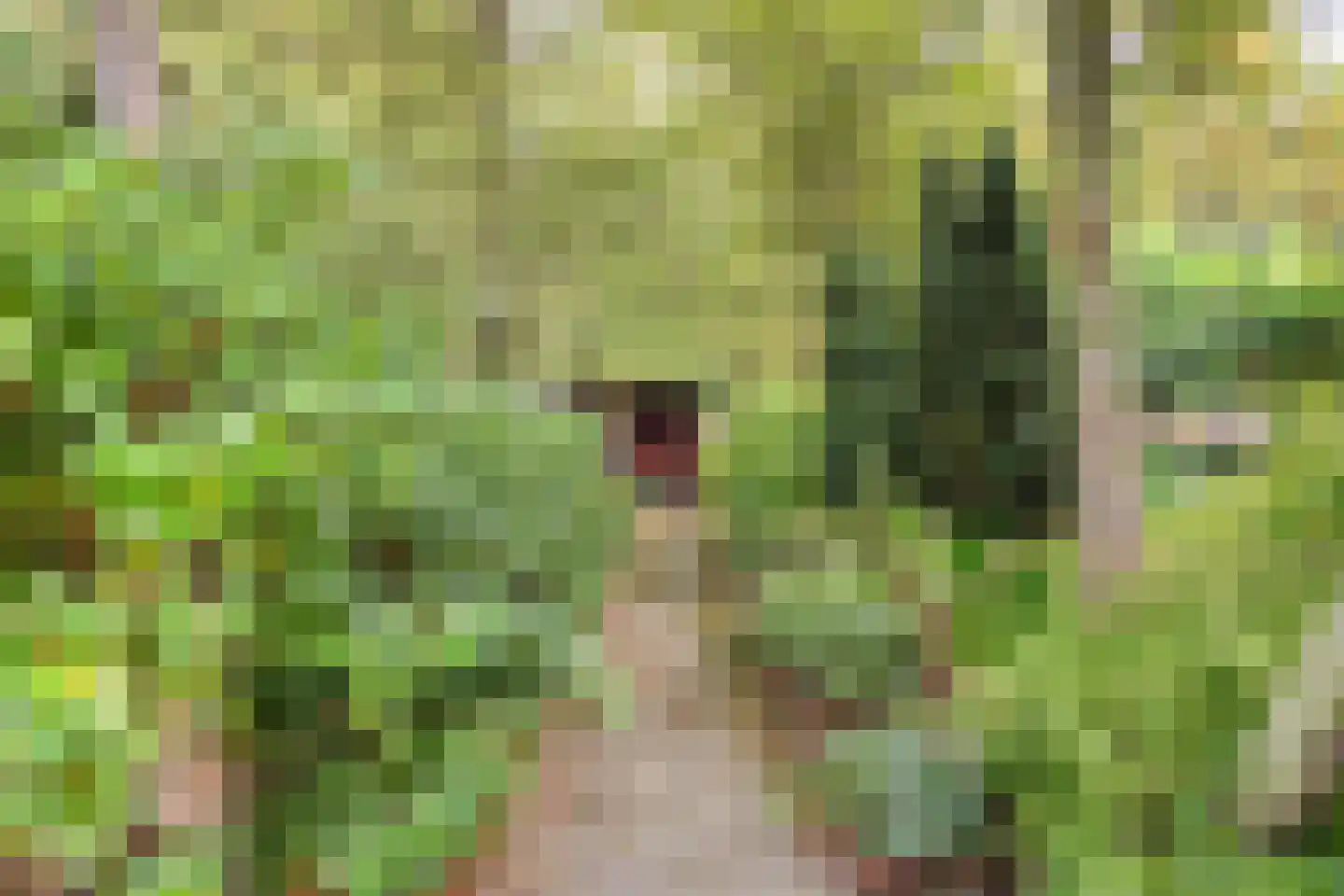 Vorenpakker 19 Bant thumbnail 31