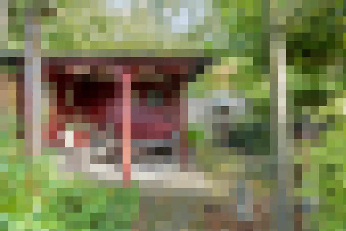 Vorenpakker 19 Bant thumbnail 32