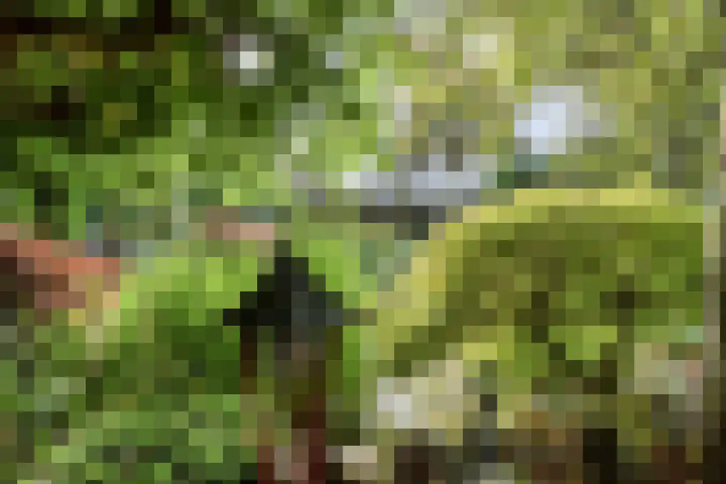 Vorenpakker 19 Bant thumbnail 33