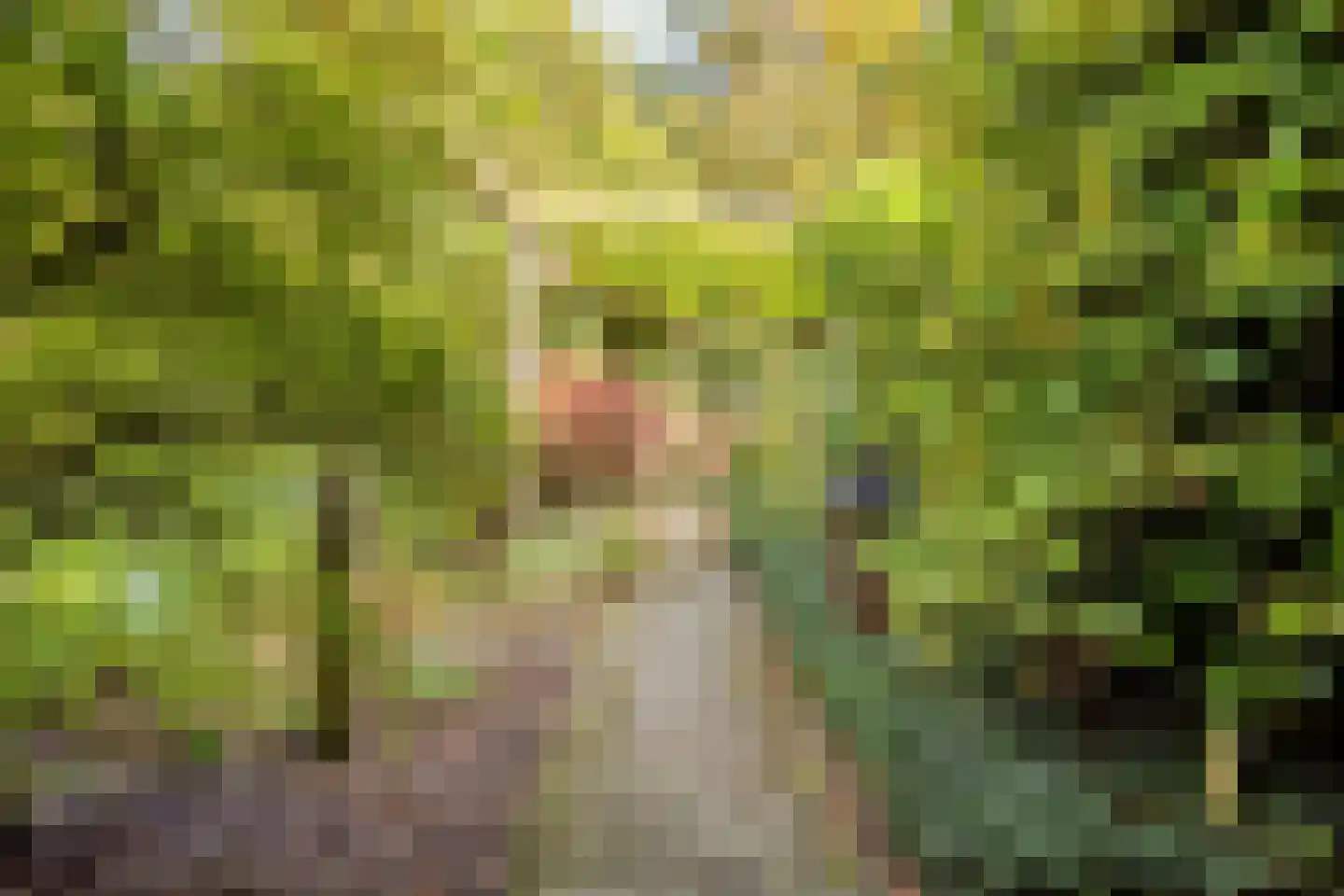 Vorenpakker 19 Bant thumbnail 36