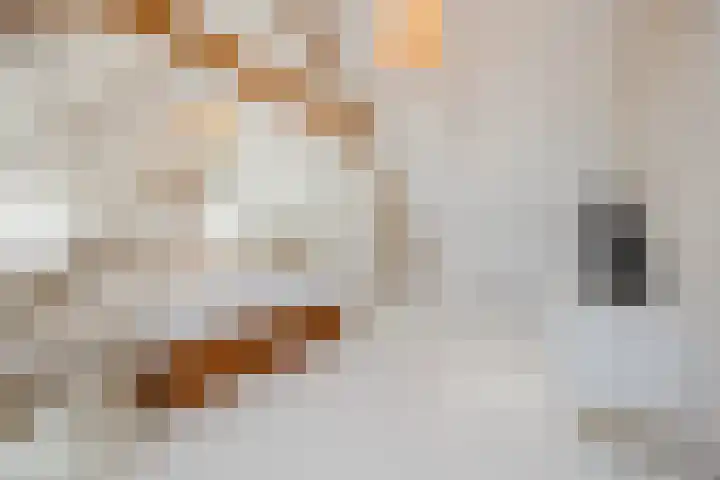 Vorenseindseweg 7 Sprundel thumbnail 41