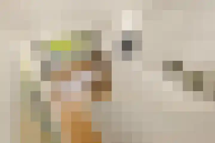 Vorselaarstraat 10 Amsterdam thumbnail 51