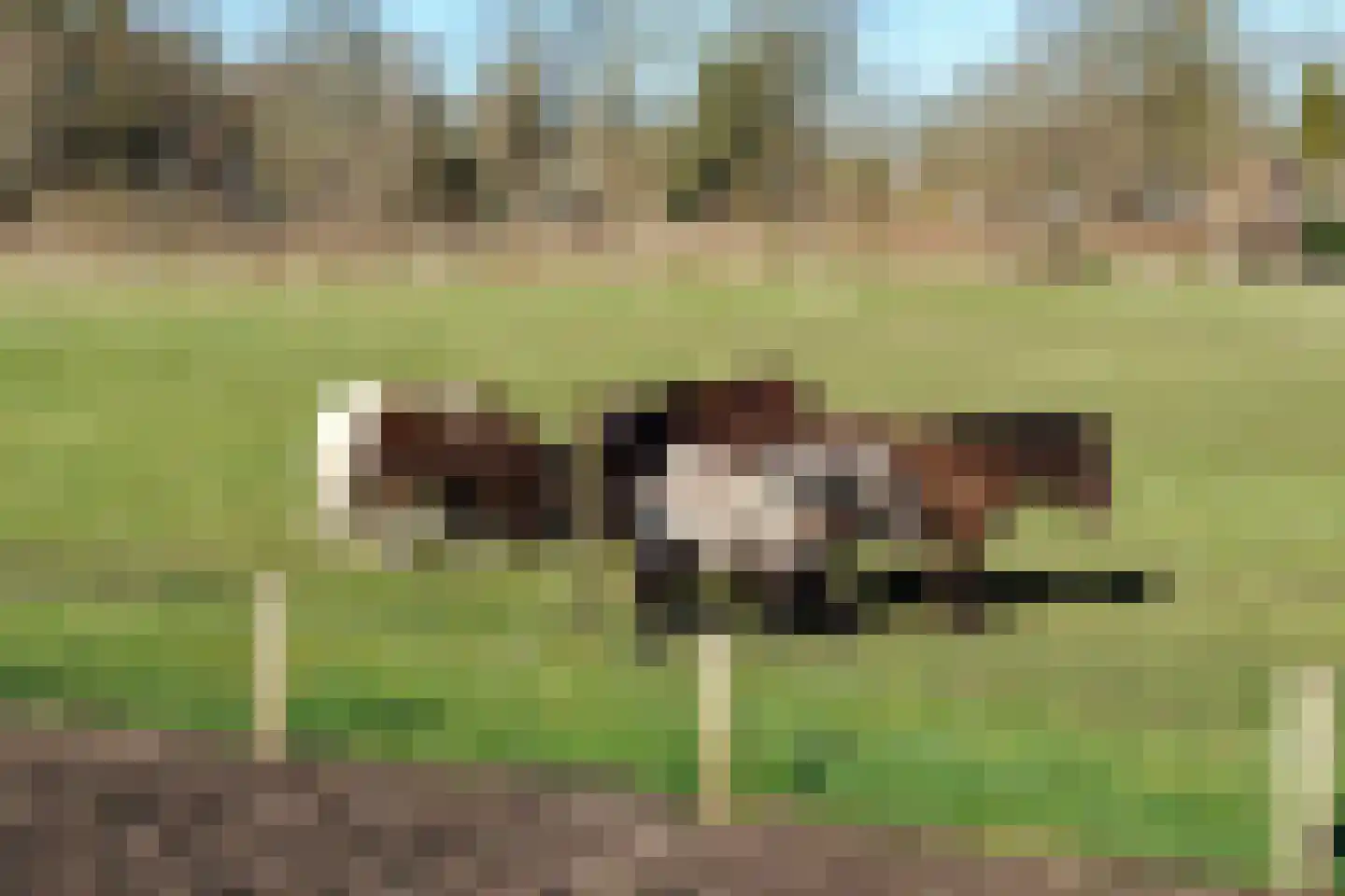 Vosbultkamp 37 Overdinkel thumbnail 47