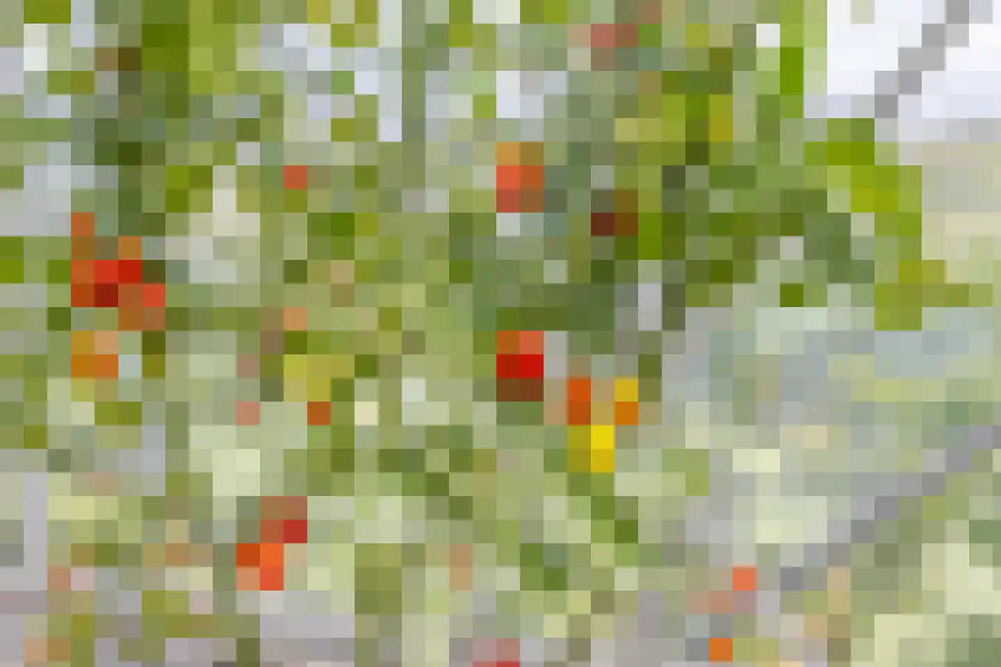 Voshol 39 Boskoop thumbnail 29