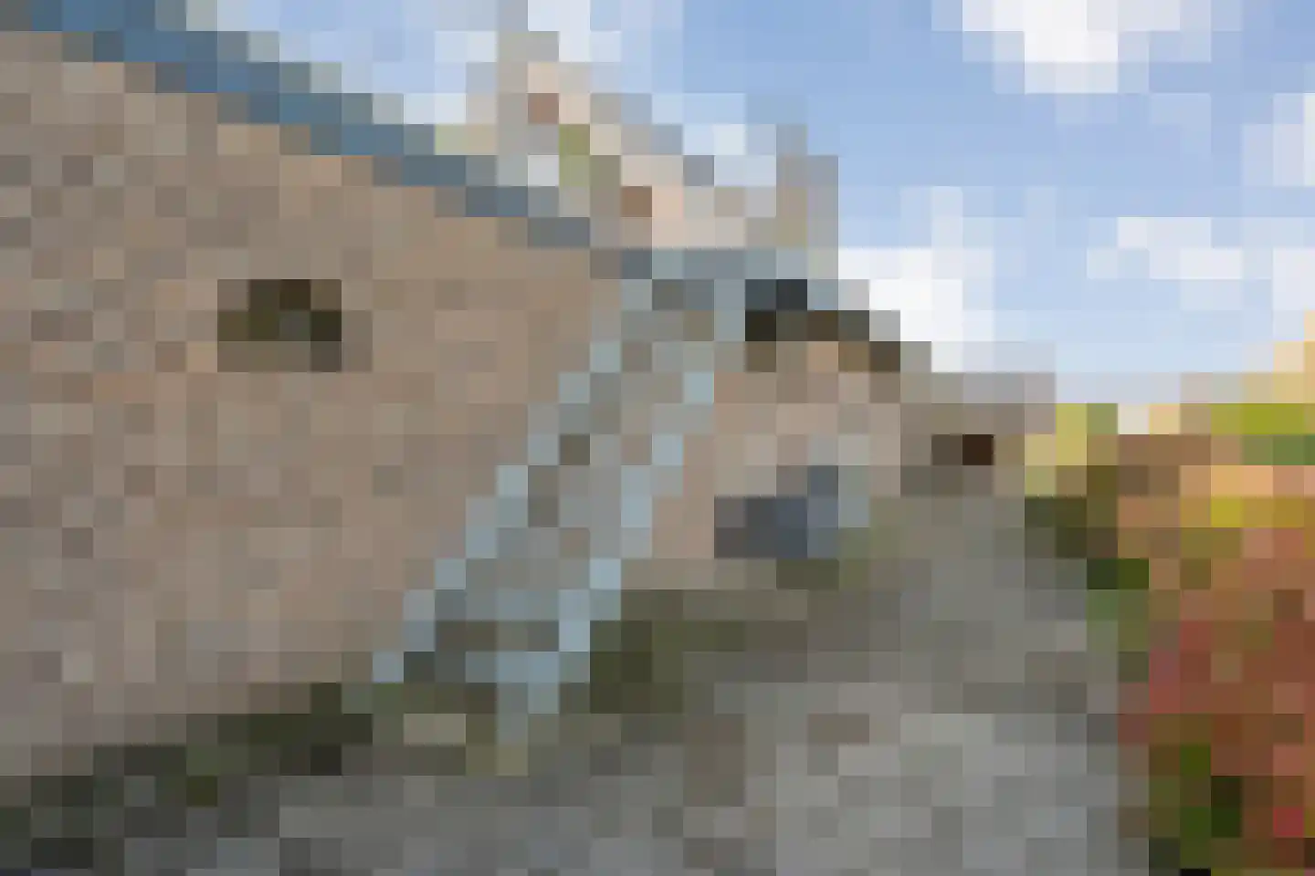 Vosjacht 6 Giethoorn thumbnail 77