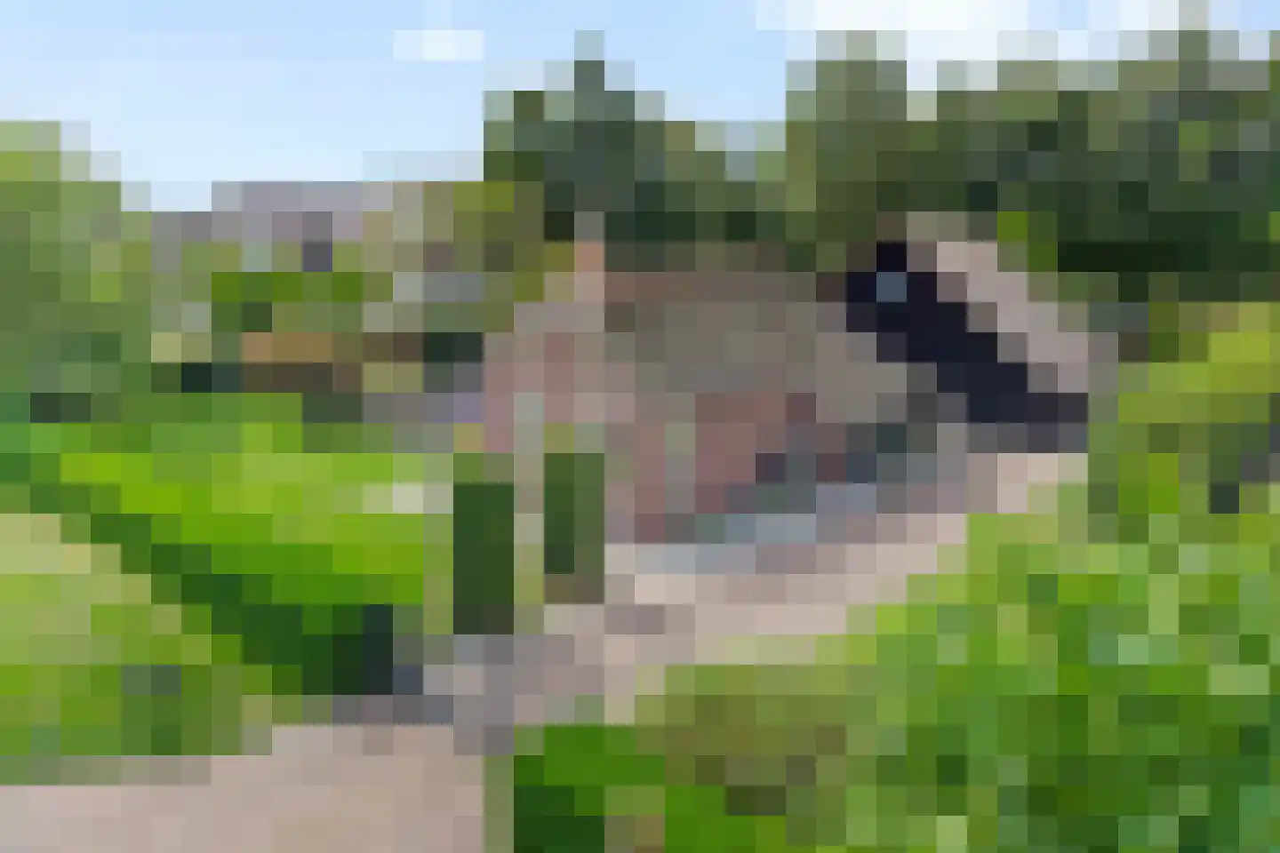 Vosjacht 8 Giethoorn foto 2