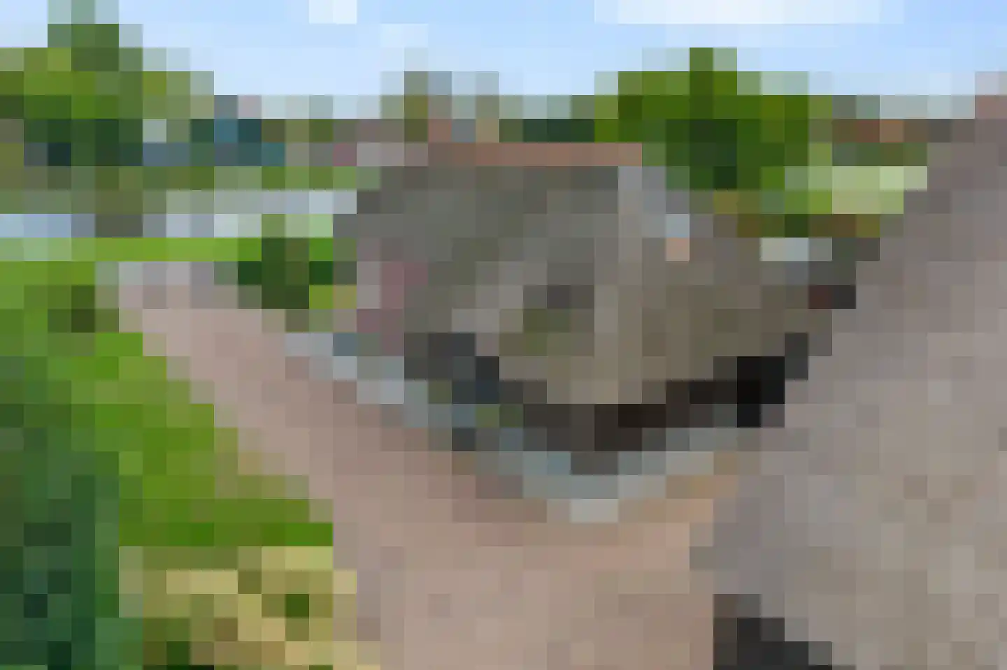 Vosjacht 8 Giethoorn thumbnail 58