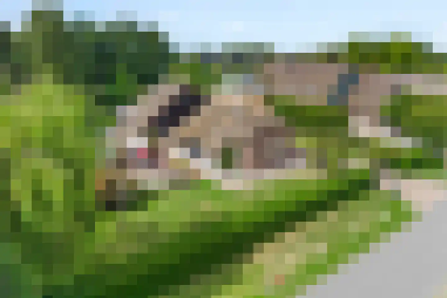 Vosjacht 8 Giethoorn thumbnail 65