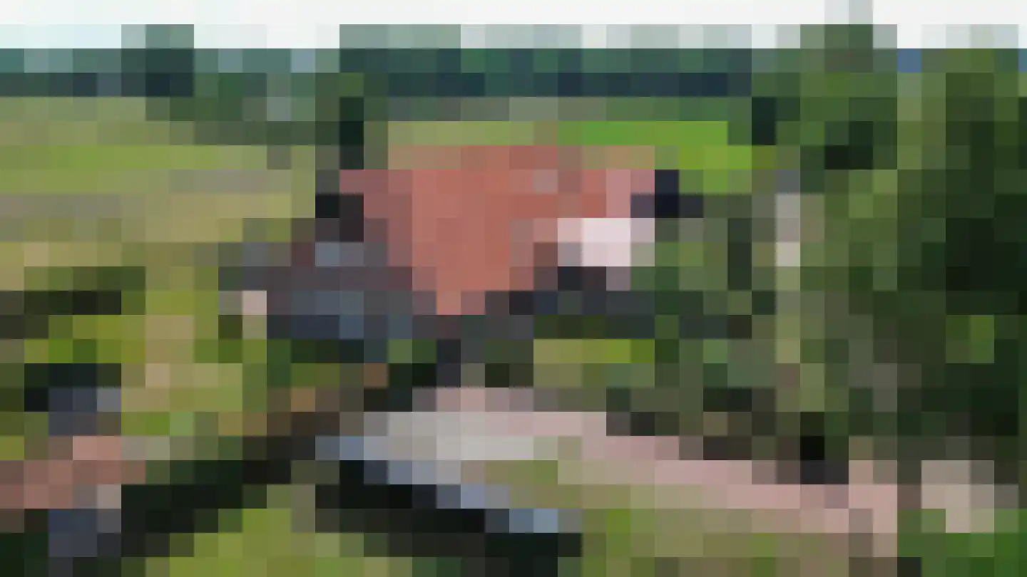 Voskuilweg 2 Winterswijk Miste thumbnail 165