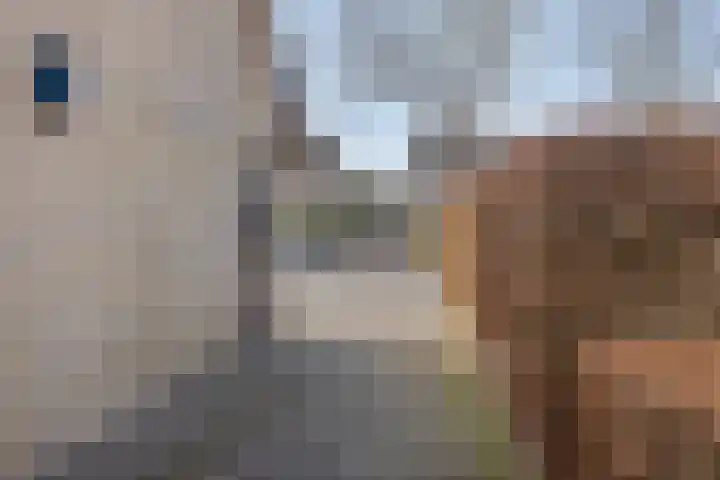 Vosmanskamp 2 Schalkhaar thumbnail 64