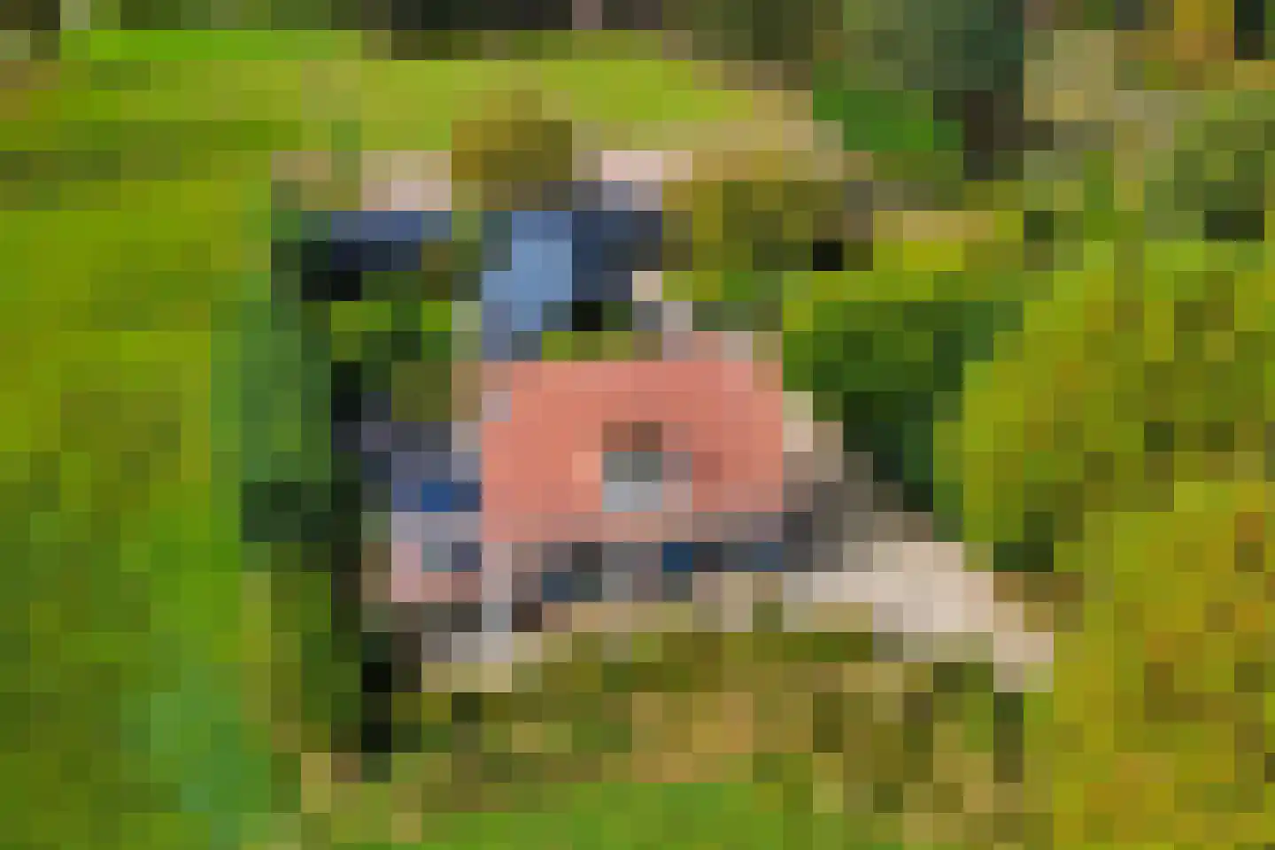 Vossebelt 4 Dalen thumbnail 40