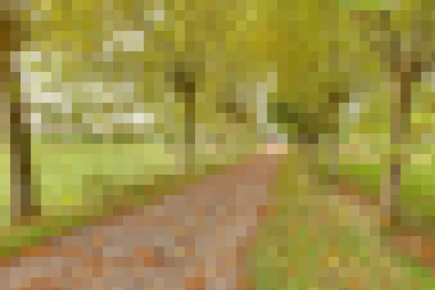 Vossebelt 4 Dalen thumbnail 60