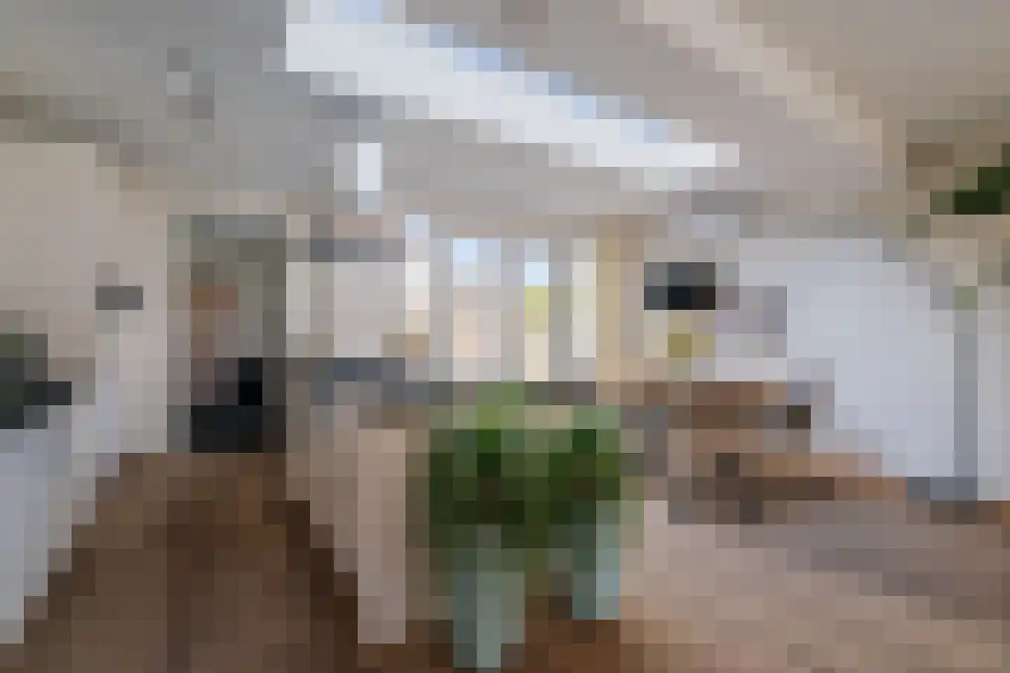 Vossebeltweg 4 Diepenveen thumbnail 15