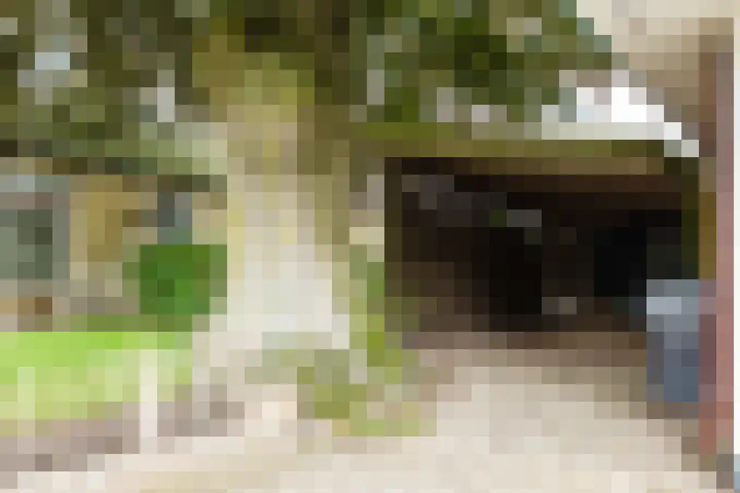 Vosseheer 1 Donkerbroek thumbnail 11