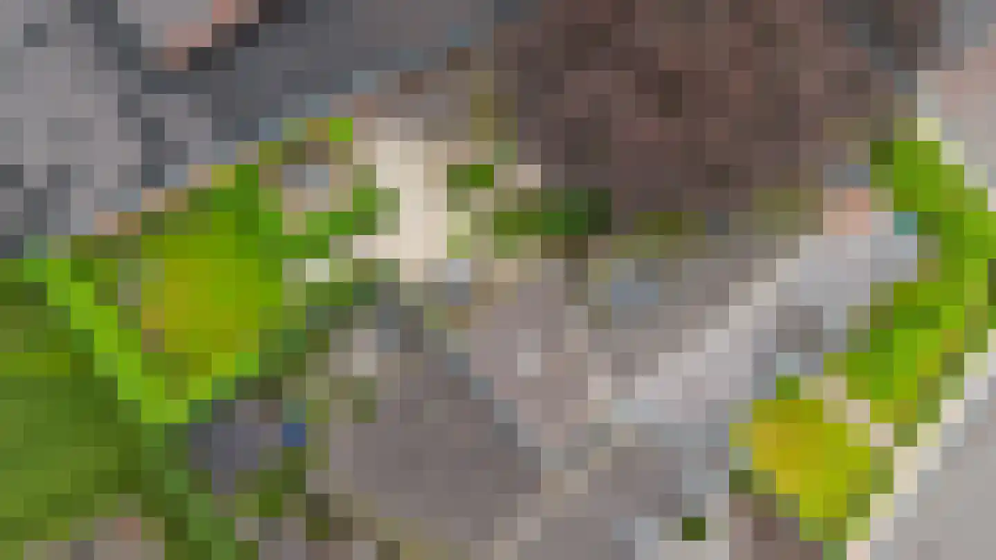 Vosseheer 1 Donkerbroek thumbnail 15