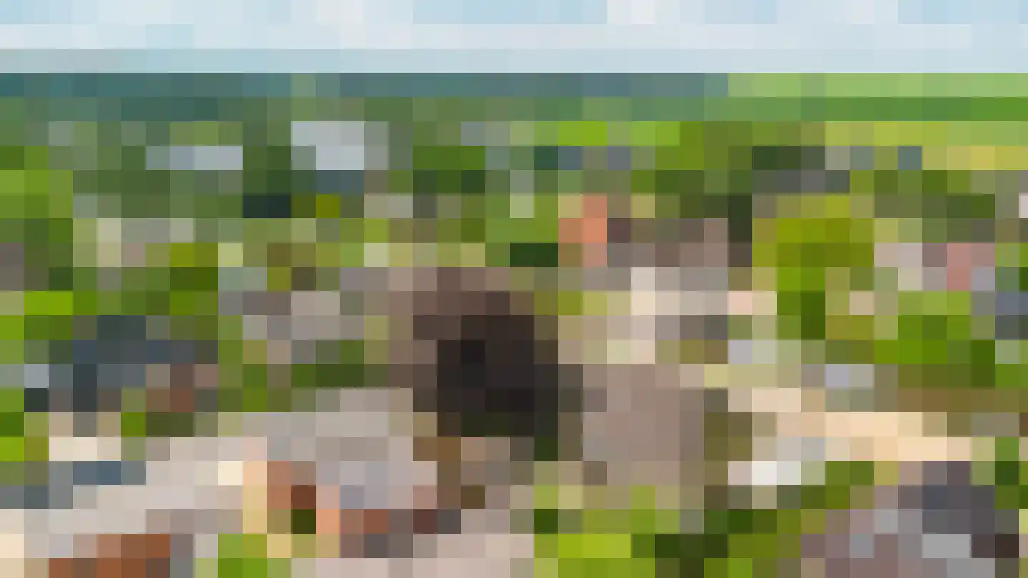 Vosseheer 1 Donkerbroek thumbnail 27