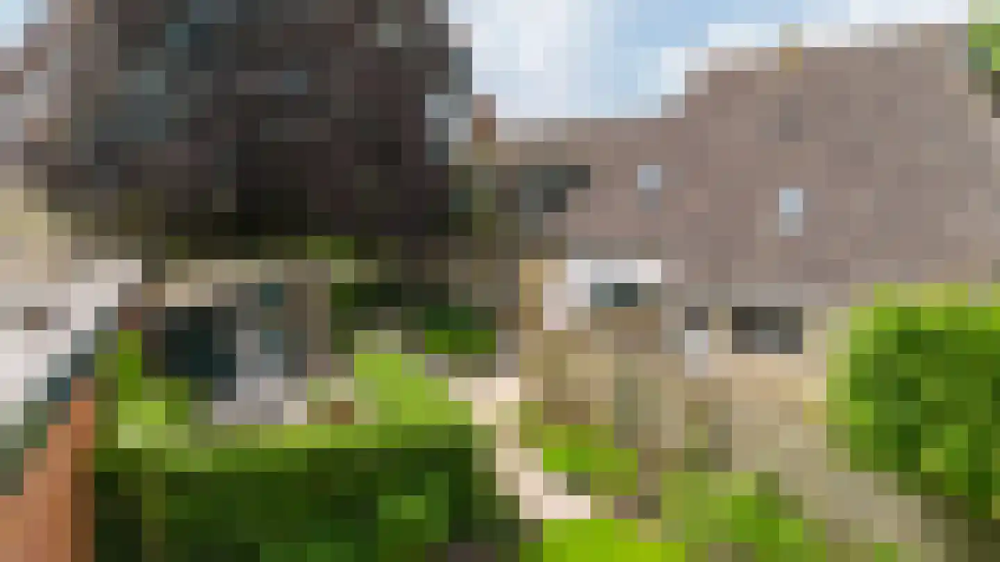 Vosseheer 1 Donkerbroek thumbnail 6
