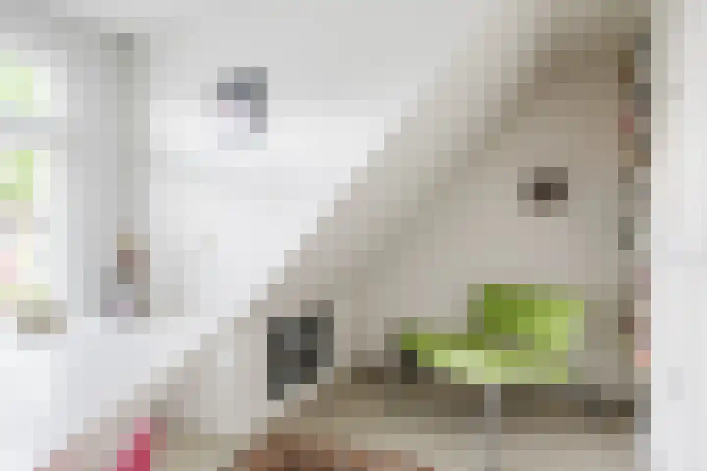 Vosseheer 1 Donkerbroek thumbnail 68