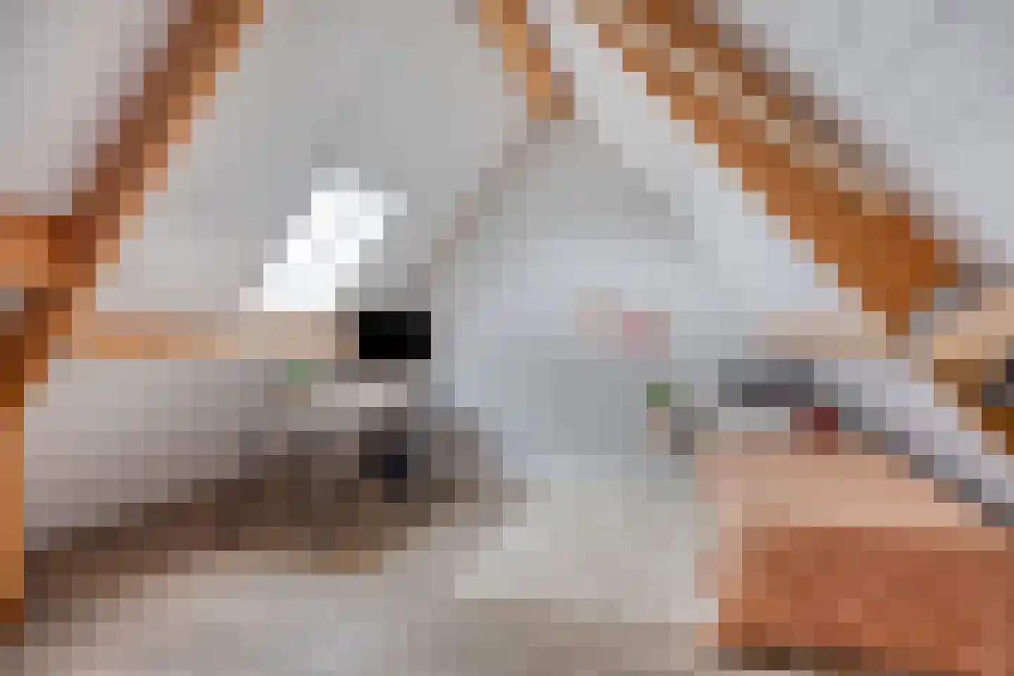 Vossehol 24 A Berghem thumbnail 46