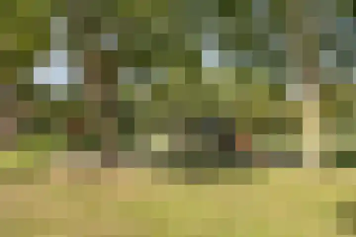Vossehol 79 Oss thumbnail 31