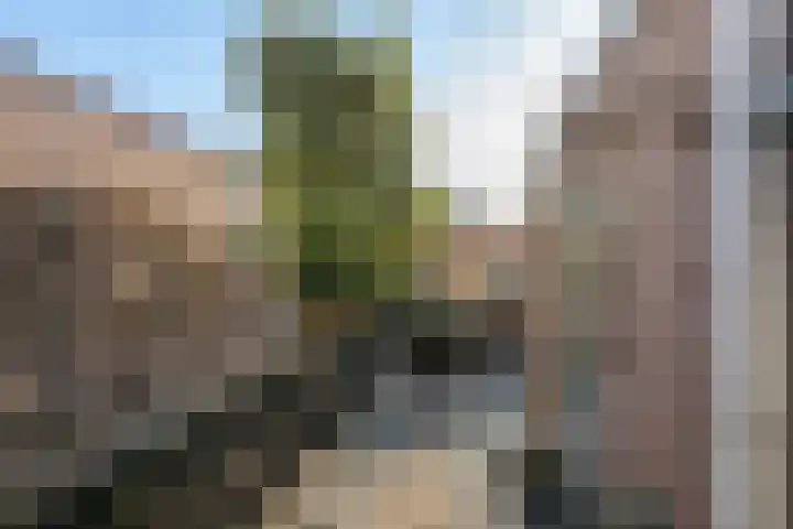 Vossemeersepoort 26 Tholen thumbnail 35