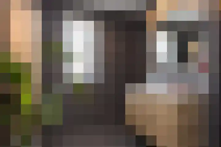 Vossenbes 33 Borne thumbnail 32