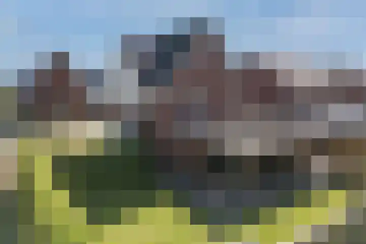 Vossenbes 33 Borne thumbnail 6
