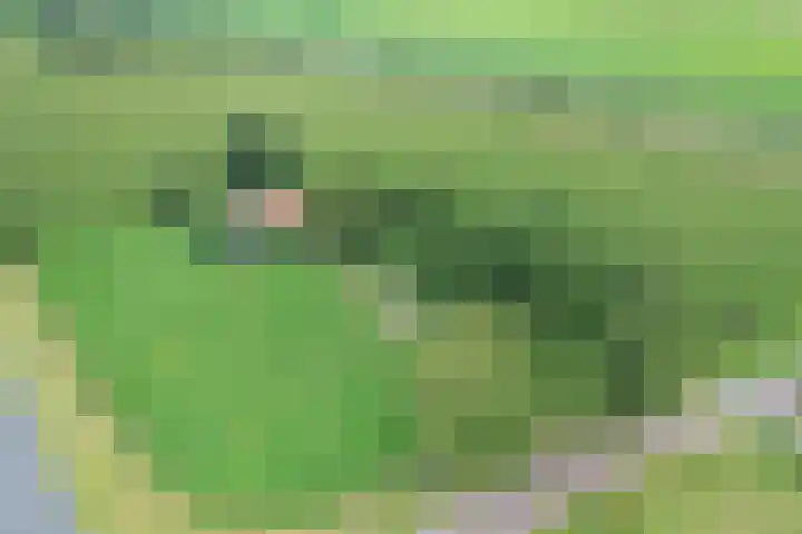 Vossenbosweg 1 Wierden thumbnail 6